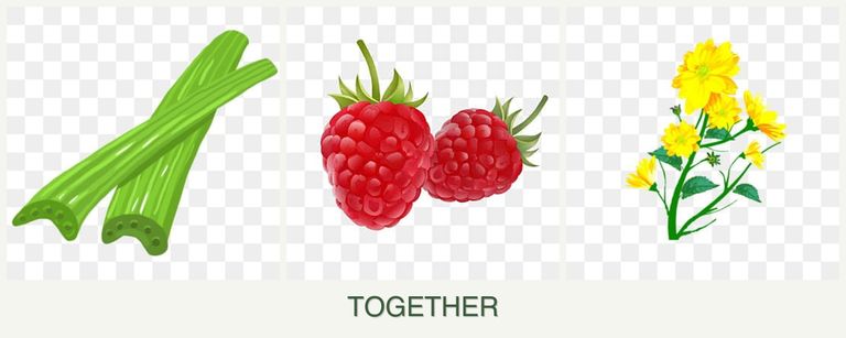 Can you plant celery, raspberries and calendula together?