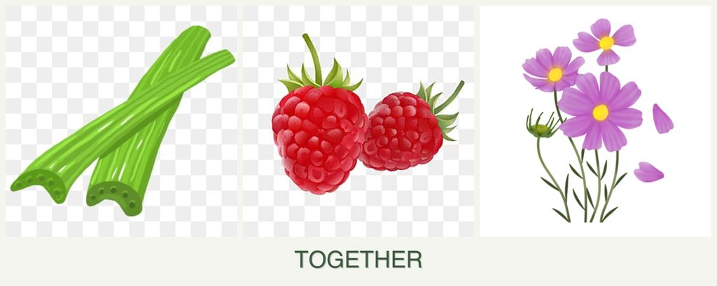 Can you plant celery, raspberries and cosmos together?
