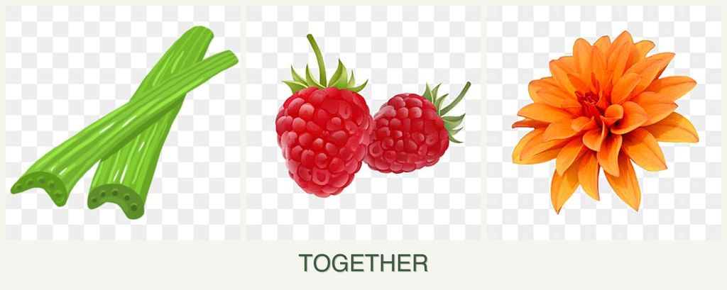 Can you plant celery, raspberries and dahlias together?