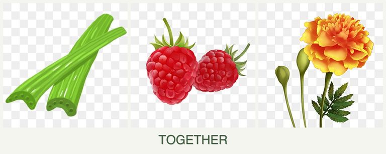 Can you plant celery, raspberries and marigolds together?