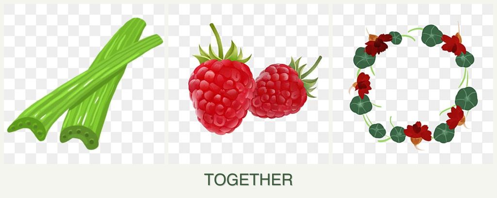 Can you plant celery, raspberries and nasturtiums together?