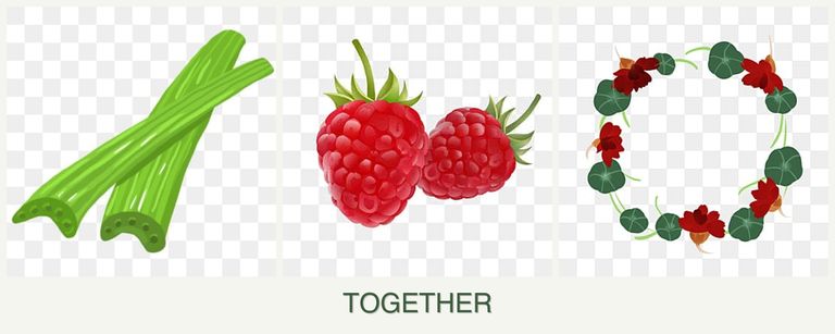 Can you plant celery, raspberries and nasturtiums together?