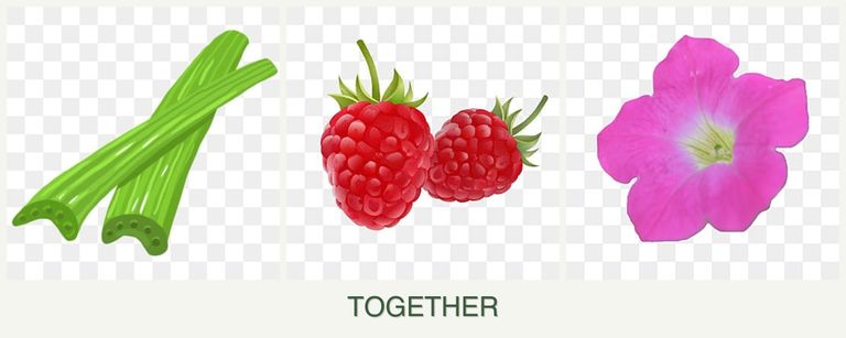 Can you plant celery, raspberries and petunias together?