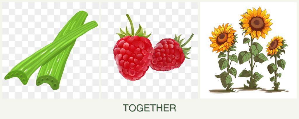 Can you plant celery, raspberries and sunflowers together?