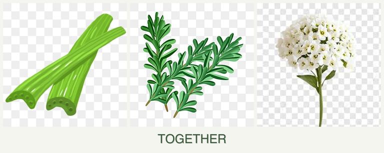 Can you plant celery, rosemary and alyssum together?