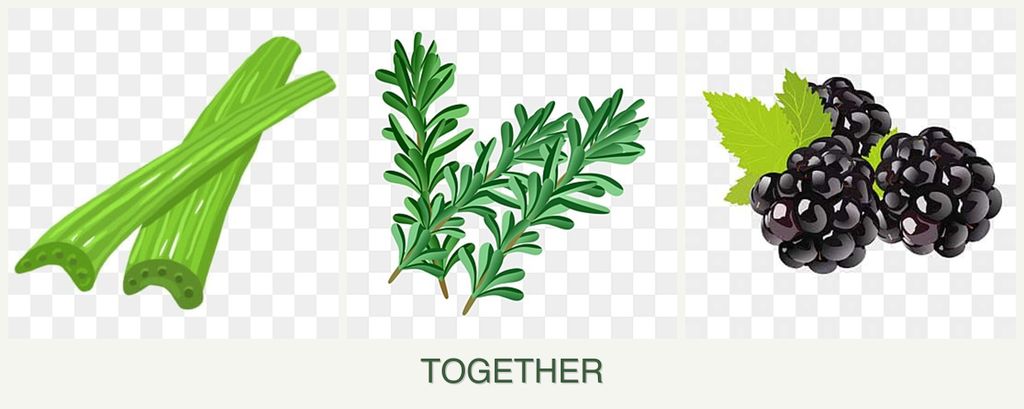 Can you plant celery, rosemary and blackberries together?