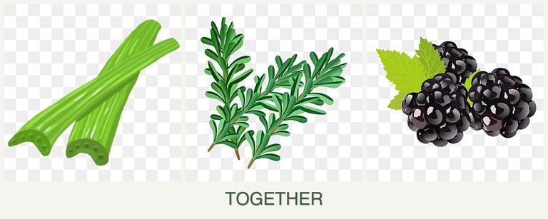Can you plant celery, rosemary and blackberries together?