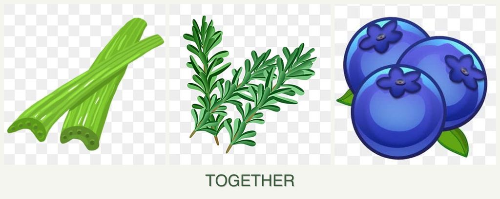 Can you plant celery, rosemary and blueberries together?