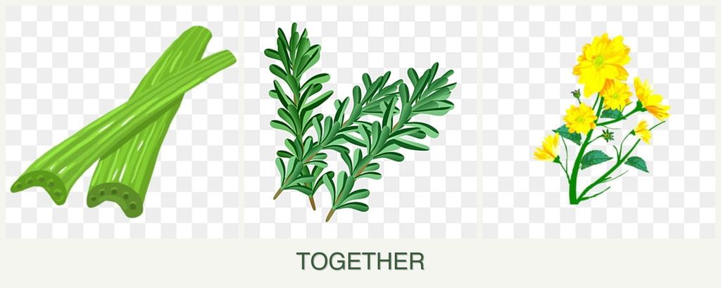 Can you plant celery, rosemary and calendula together?