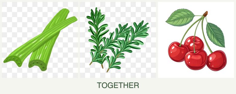 Can you plant celery, rosemary and cherries together?