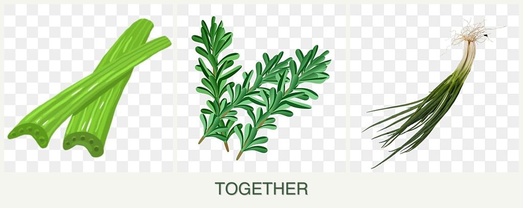 Can you plant celery, rosemary and chives together?
