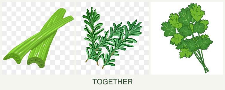 Can you plant celery, rosemary and cilantro together?