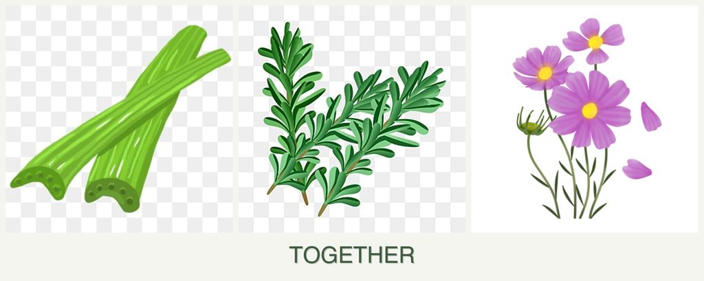 Can you plant celery, rosemary and cosmos together?