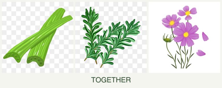 Can you plant celery, rosemary and cosmos together?