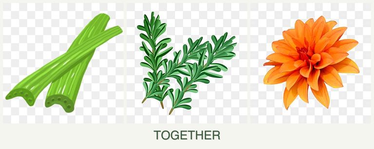 Can you plant celery, rosemary and dahlias together?