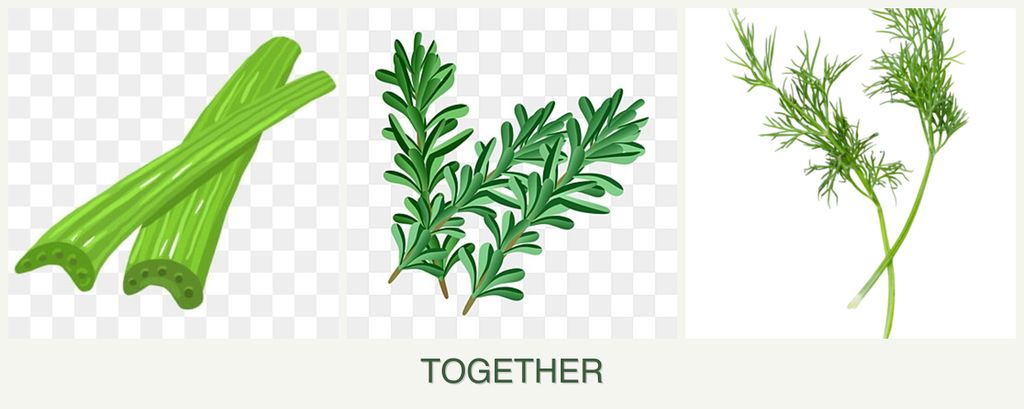 Can you plant celery, rosemary and dill together?