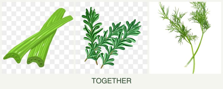 Can you plant celery, rosemary and dill together?