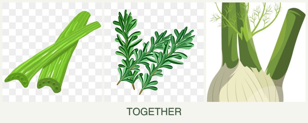 Can you plant celery, rosemary and fennel together?
