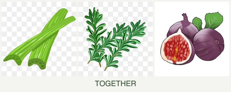 Can you plant celery, rosemary and figs together?