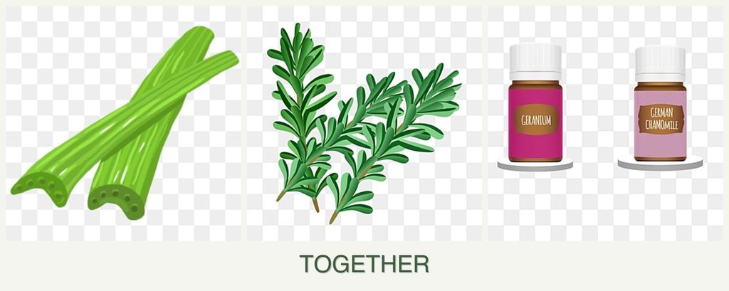 Can you plant celery, rosemary and geraniums together?