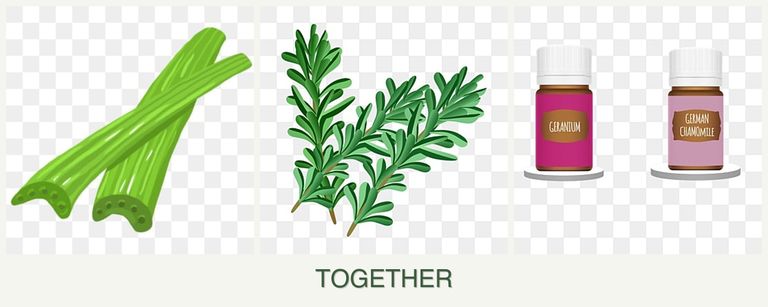 Can you plant celery, rosemary and geraniums together?