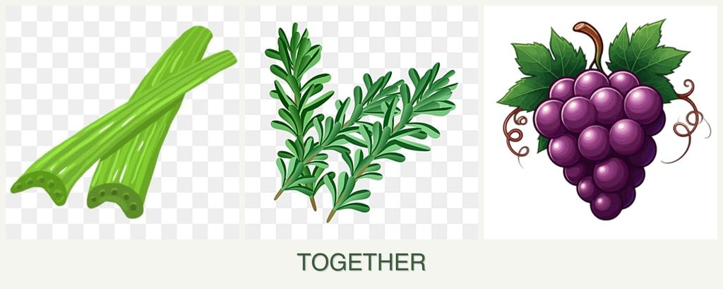 Can you plant celery, rosemary and grapes together?