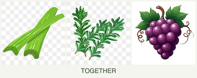 Can you plant celery, rosemary and grapes together?
