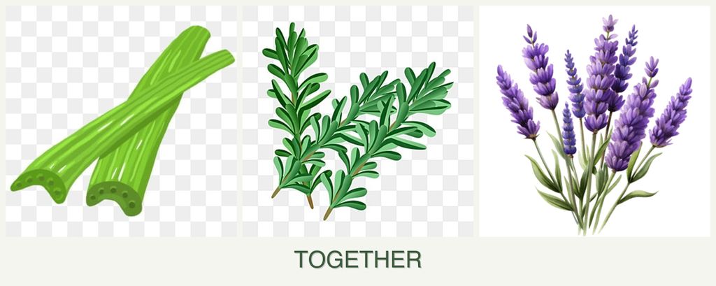 Can you plant celery, rosemary and lavender together?