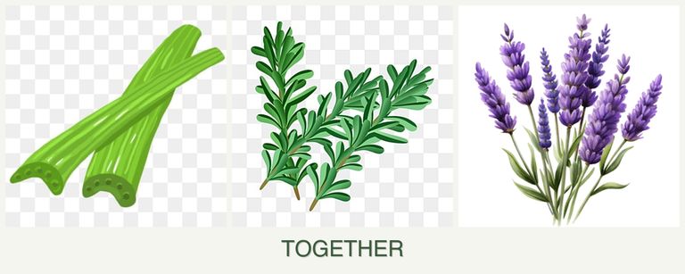 Can you plant celery, rosemary and lavender together?
