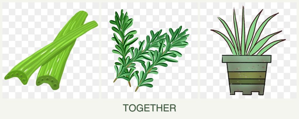 Can you plant celery, rosemary and lemongrass together?