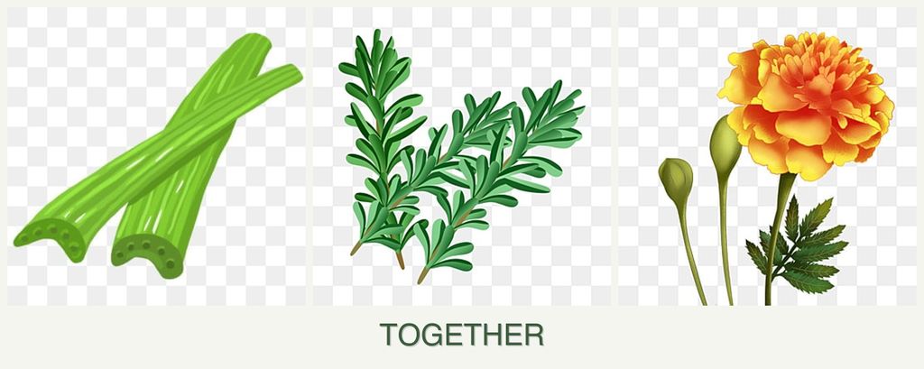 Can you plant celery, rosemary and marigolds together?