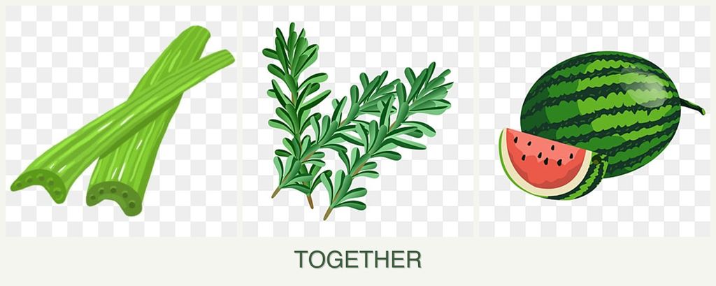 Can you plant celery, rosemary and melons together?