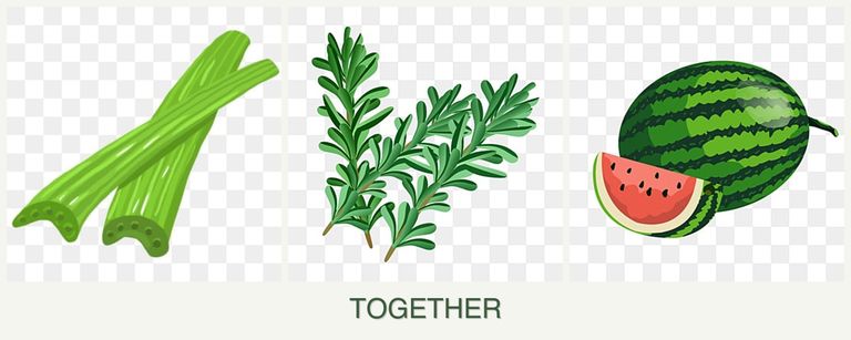 Can you plant celery, rosemary and melons together?