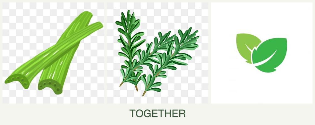Can you plant celery, rosemary and mint together?