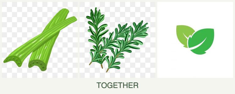 Can you plant celery, rosemary and mint together?