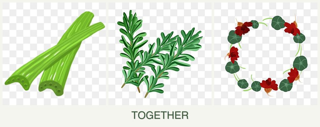 Can you plant celery, rosemary and nasturtiums together?