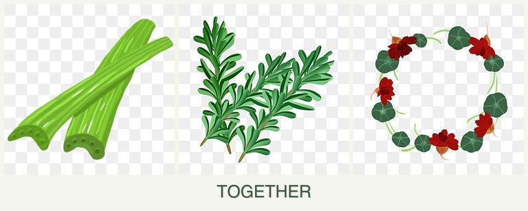 Can you plant celery, rosemary and nasturtiums together?