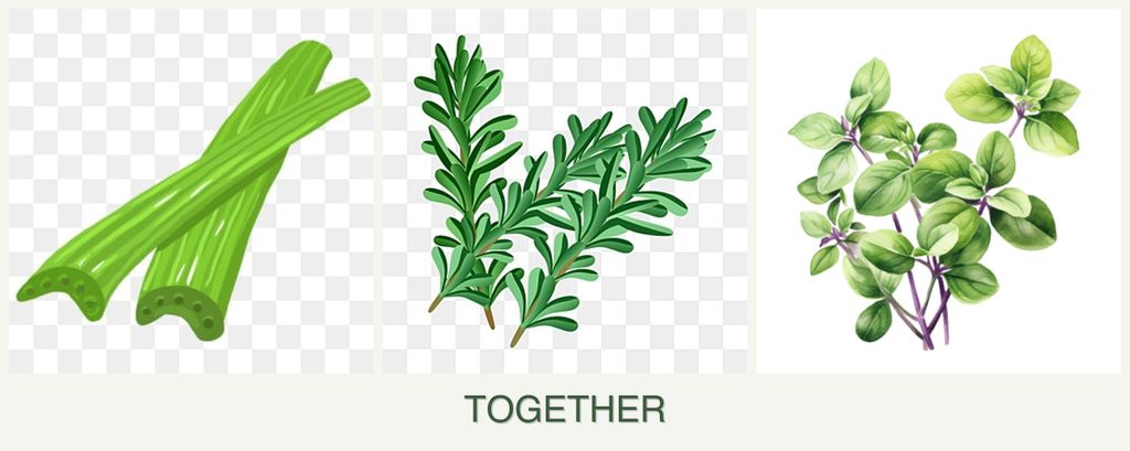 Can you plant celery, rosemary and oregano together?