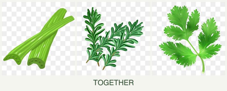 Can you plant celery, rosemary and parsley together?