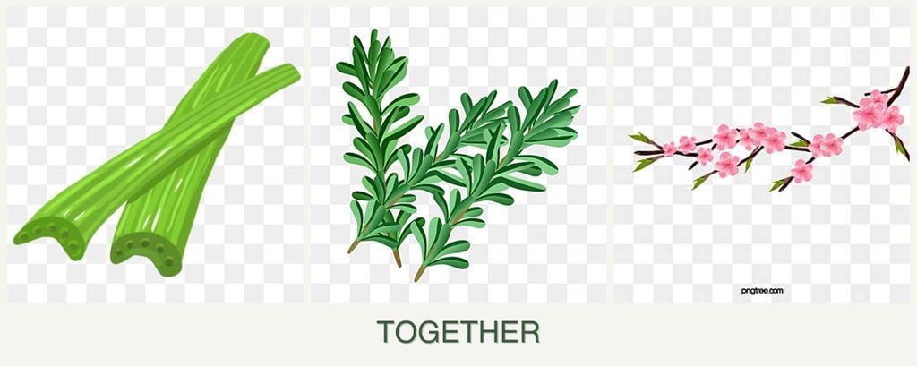 Can you plant celery, rosemary and peaches together?
