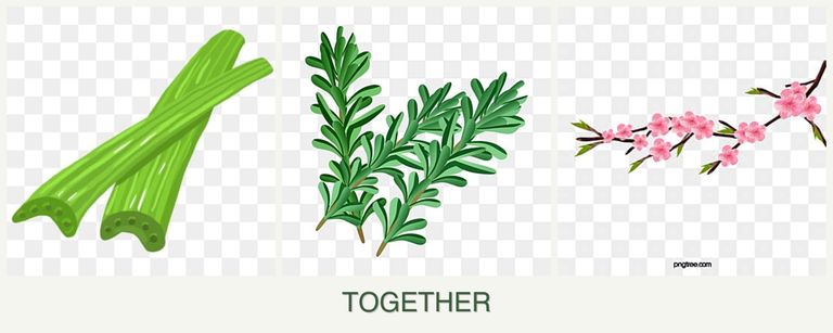 Can you plant celery, rosemary and peaches together?