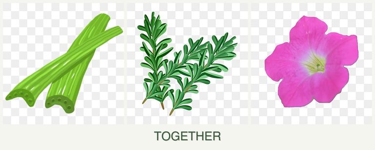 Can you plant celery, rosemary and petunias together?