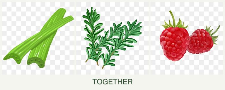 Can you plant celery, rosemary and raspberries together?
