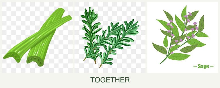 Can you plant celery, rosemary and sage together?