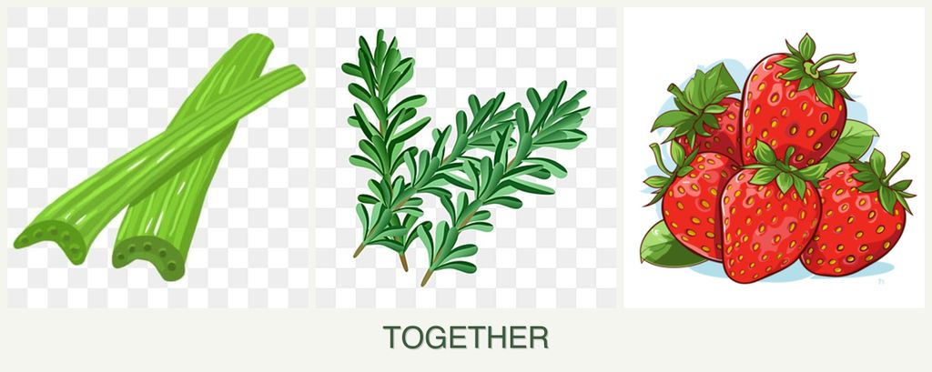 Can you plant celery, rosemary and strawberries together?