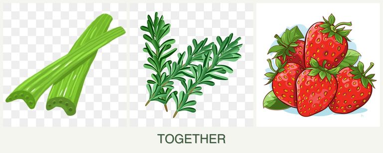 Can you plant celery, rosemary and strawberries together?