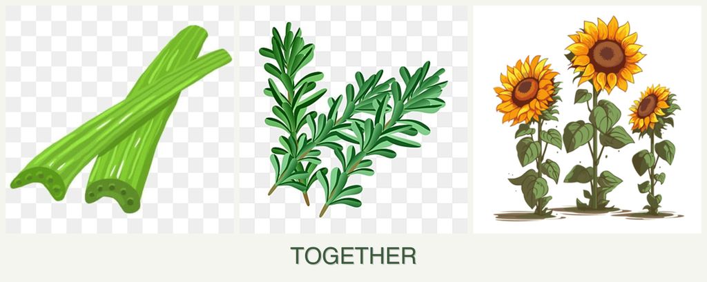 Can you plant celery, rosemary and sunflowers together?
