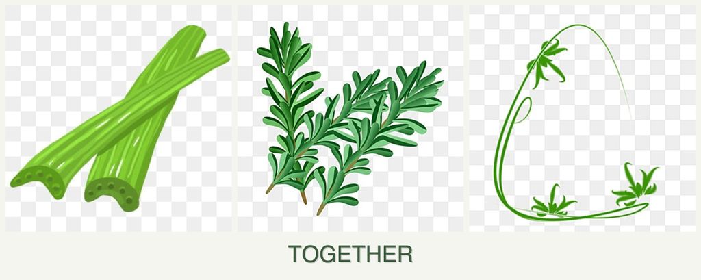 Can you plant celery, rosemary and tarragon together?