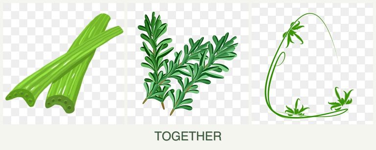 Can you plant celery, rosemary and tarragon together?