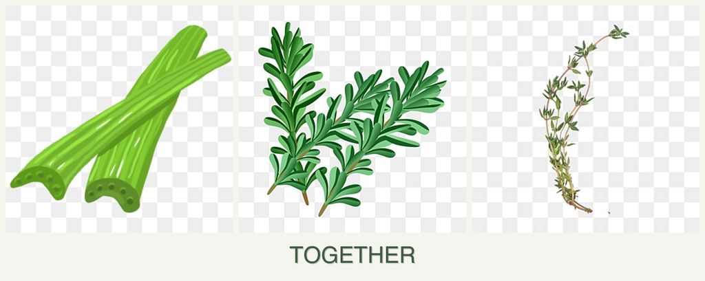Can you plant celery, rosemary and thyme together?